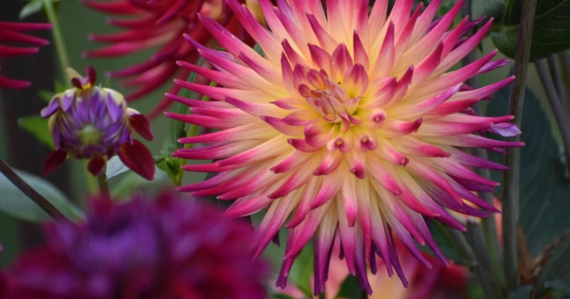 Cactusdahlia’s: sterke zomerbloeiers met opvallende bloemvorm