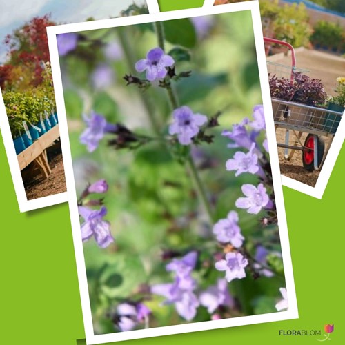 Calamintha Marvelette Blue - Bergsteentijm