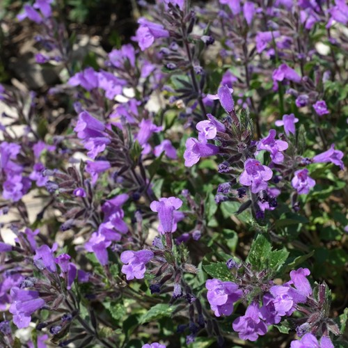Calamintha Marvelette Blue - Bergsteentijm (Sixpack)