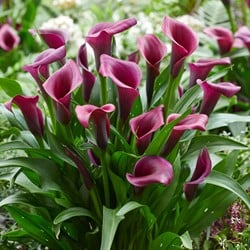 Zantedeschia Durban – Aaronskelk, Calla lelie