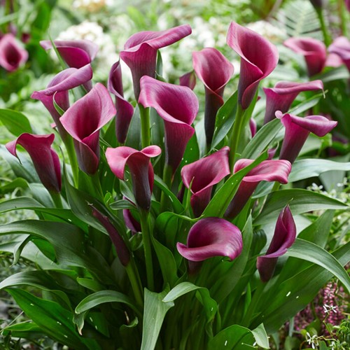 Zantedeschia Durban – Aaronskelk, Calla lelie