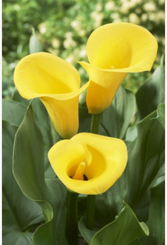 Aronskelk Geel - Calla