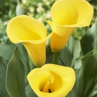 Aronskelk Geel - Calla