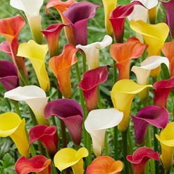 Aronskelk Mix - Calla