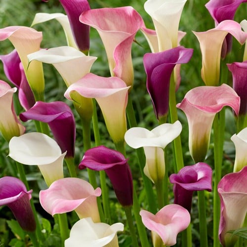 Aronskelk Pastel Mix - Calla
