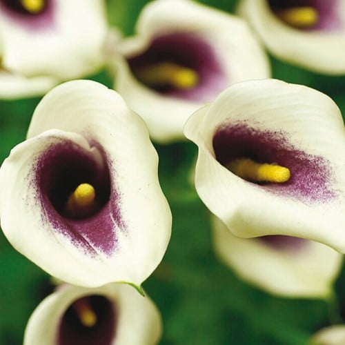 Aronskelk Picasso - Calla