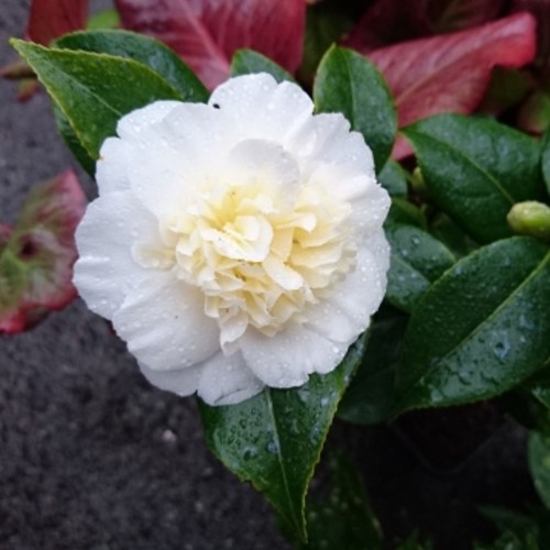 Camellia Japonica Brushfield's Yellow - Camelia
