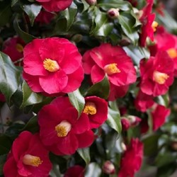 Camellia japonica Dr. King - Camellia