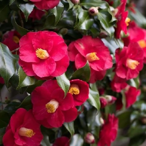 Camellia japonica Dr. King - Camellia