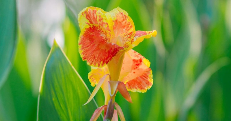Canna lelie verzorgen, planten en overwinteren – een complete gids