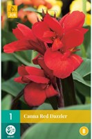 Canna Rood-2
