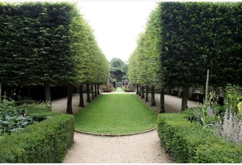 Haagbeuk - Carpinus betulus 10x