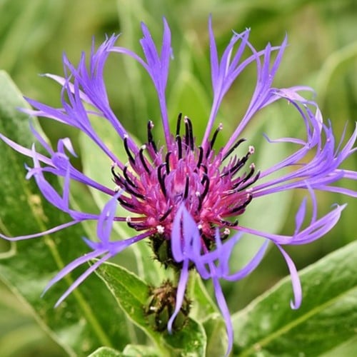 Centaurea montana - Bergkorenbloem