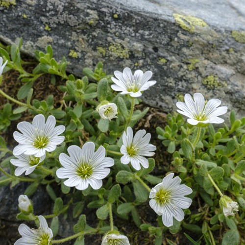 Cerastium tomentosum - Hoornbloem-2