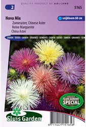 Aster Nova mix - Zomeraster