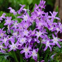 Chionodoxa luciliae - Sneeuwroem