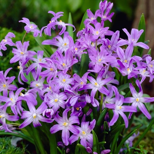 Chionodoxa luciliae - Sneeuwroem