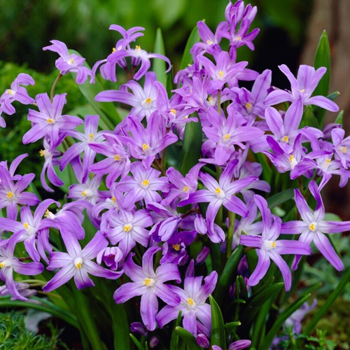 Chionodoxa luciliae - Sneeuwroem (Grootverpakking)