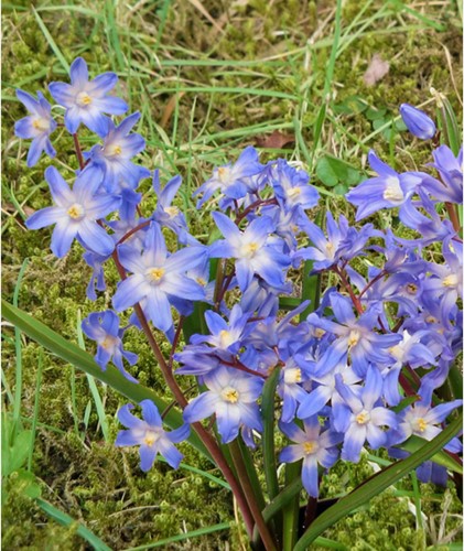 Chionodoxa luciliae - Sneeuwroem (Grootverpakking)