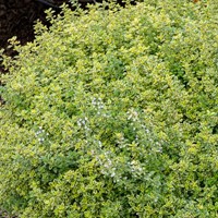 Citroentijm - Thymus citriodorus Aureus