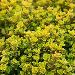 Citroentijm - Thymus citriodorus Aureus