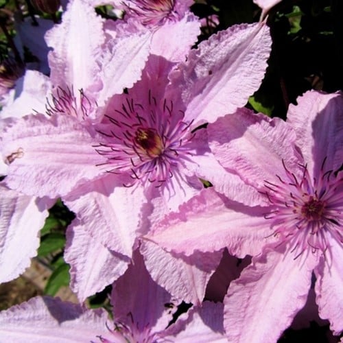 Clematis Hagley Hybrid - Bosrank
