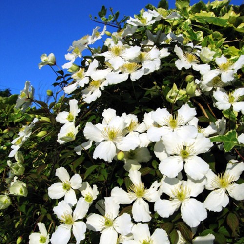 Clematis Montana Grandiflora - Bosrank