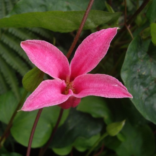 Clematis texensis Princess Diana - Bosrank