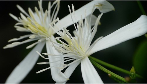 Clematis Alpina Albina Plena - Alpenbosrank