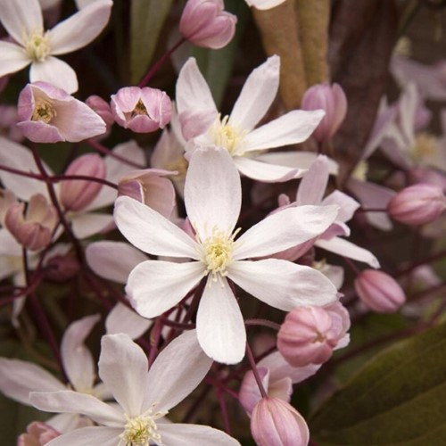 Clematis Armandii Apple Blossom - Groenblijvende Bosrank