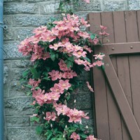 Clematis Comtesse de Bouchard - Bosrank roze