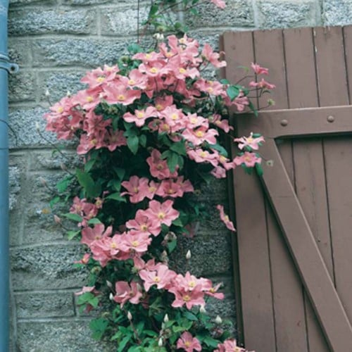 Clematis Comtesse de Bouchard - Bosrank roze