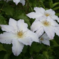 Clematis Gladys Picard - Bosrank