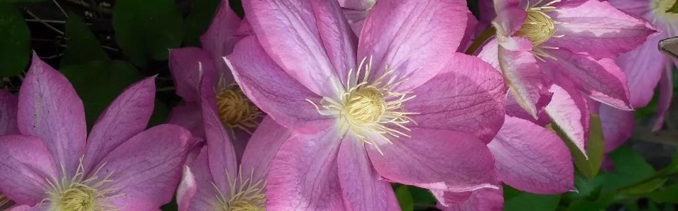 Clematis snoeien