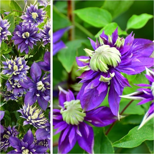 Clematis florida Taiga – Bosrank 