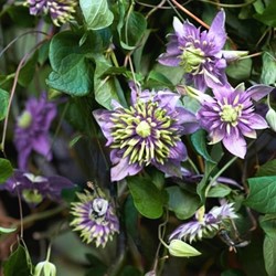 Clematis florida Taiga – Bosrank 
