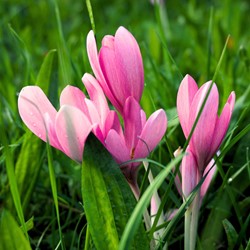 Colchicum The Giant - Herfsttijloos