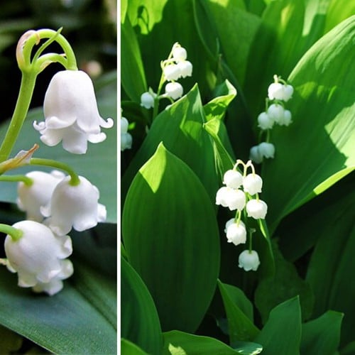 Convallaria Wit - Lelietje van Dalen