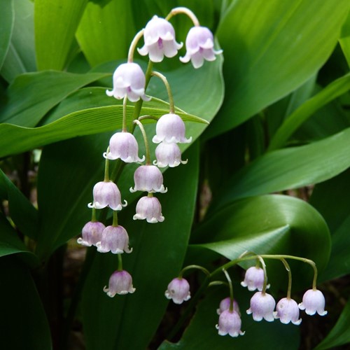 Lelietje van Dalen Roze - Convallaria majalis rosea