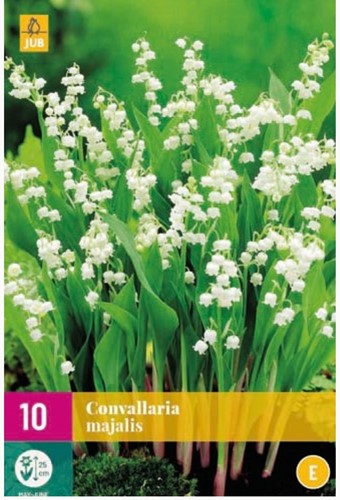 Convallaria Majalis - Lelietje van Dalen-2
