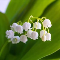 Convallaria Majalis - Lelietje van Dalen
