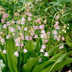 Lelietje van Dalen Roze - Convallaria majalis rosea