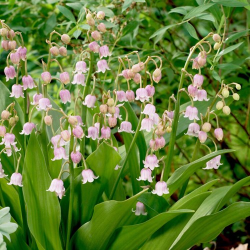Lelietje van Dalen Roze - Convallaria majalis rosea