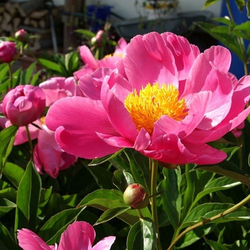 Paeonia Coral Sunset – Pioenroos