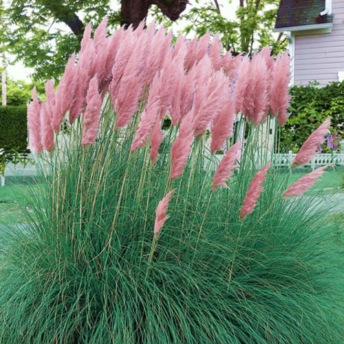 Cortaderia selloana Pink Feather - Pampasgras roze