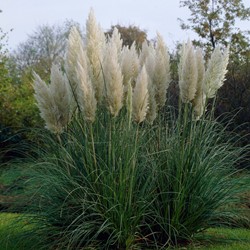 Pampas gras white Pumila - Cortaderia selloana