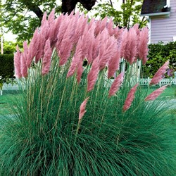 Cortaderia Selloana Pink Feather - Pampas gras roze 6-pack