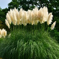 Cortaderia Selloana White Feather - Pampasgras