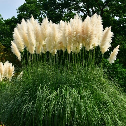 Cortaderia Selloana White Feather - Pampasgras