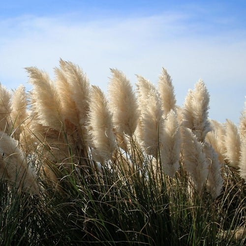 Pampasgras Wit – Cortaderia selloana